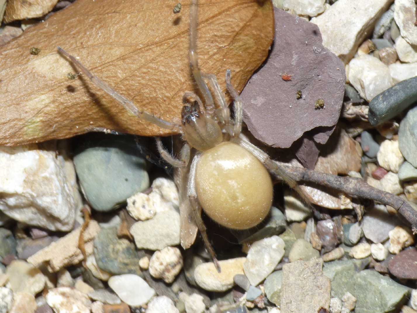 Femmina di Cheiracanthium mildei gravida